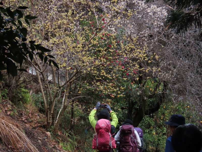 日和田山、物見山